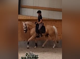 Pony tedesco, Castrone, 5 Anni, 152 cm, Palomino