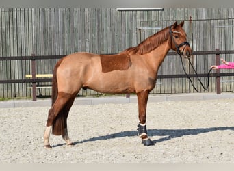 Pony tedesco, Castrone, 5 Anni, 152 cm, Sauro