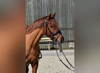 Pony tedesco, Castrone, 5 Anni, 152 cm, Sauro