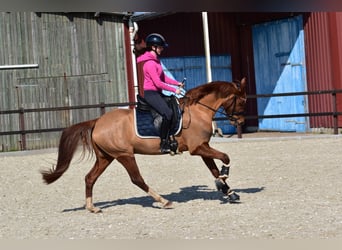 Pony tedesco, Castrone, 5 Anni, 152 cm, Sauro