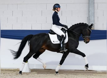 Pony tedesco, Castrone, 5 Anni, 153 cm, Baio scuro