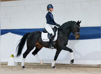 Pony tedesco, Castrone, 5 Anni, 153 cm, Baio scuro