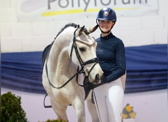 Pony tedesco, Castrone, 5 Anni, 154 cm, Falbo