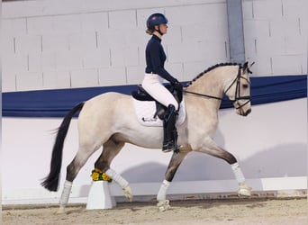 Pony tedesco, Castrone, 5 Anni, 154 cm, Falbo