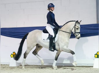 Pony tedesco, Castrone, 5 Anni, 154 cm, Falbo