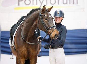 Pony tedesco, Castrone, 5 Anni, 162 cm, Baio
