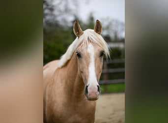 Pony tedesco, Castrone, 5 Anni, 162 cm, Palomino