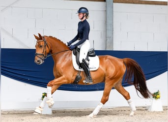 Pony tedesco, Castrone, 5 Anni, Sauro