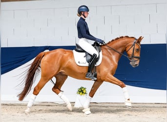 Pony tedesco, Castrone, 5 Anni, Sauro