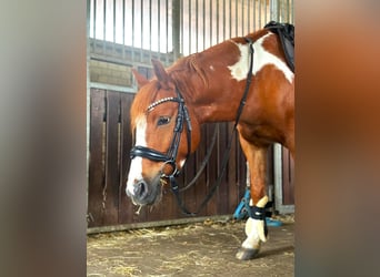 Pony tedesco, Castrone, 6 Anni, 132 cm, Pezzato