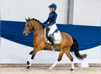 Pony tedesco, Castrone, 6 Anni, 135 cm, Baio