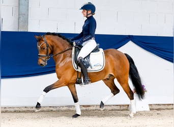 Pony tedesco, Castrone, 6 Anni, 135 cm, Baio