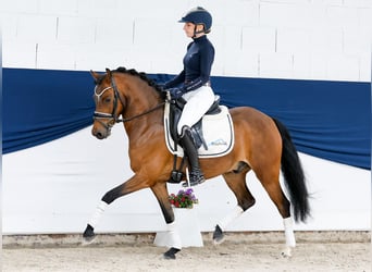 Pony tedesco, Castrone, 6 Anni, 135 cm, Baio