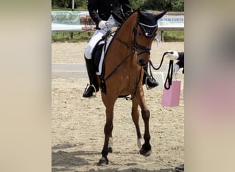 Pony tedesco, Castrone, 6 Anni, 137 cm, Baio
