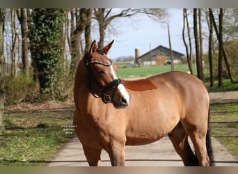 Pony tedesco, Castrone, 6 Anni, 139 cm, Baio