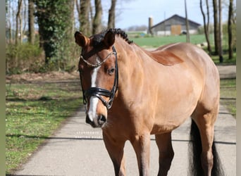 Pony tedesco, Castrone, 6 Anni, 139 cm, Baio