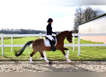 Pony tedesco, Castrone, 6 Anni, 139 cm, Baio