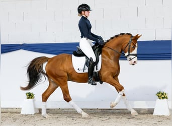 Pony tedesco, Castrone, 6 Anni, 142 cm, Falbo