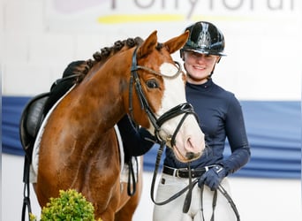 Pony tedesco, Castrone, 6 Anni, 142 cm, Falbo