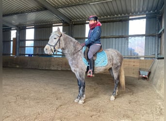 Pony tedesco, Castrone, 6 Anni, 144 cm, Grigio