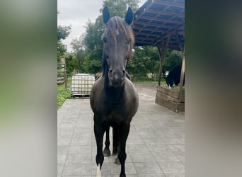 Pony tedesco, Castrone, 6 Anni, 144 cm, Morello