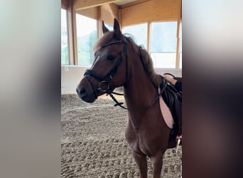 Pony tedesco, Castrone, 6 Anni, 144 cm, Sauro