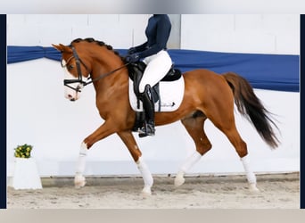 Pony tedesco, Castrone, 6 Anni, 144 cm, Sauro scuro