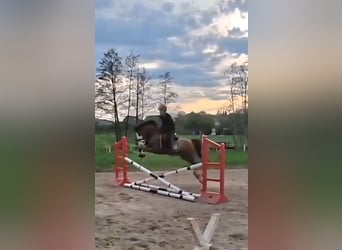 Pony tedesco, Castrone, 6 Anni, 144 cm, Sauro scuro