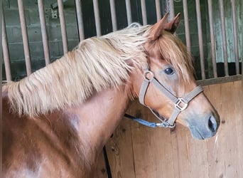 Pony tedesco, Castrone, 6 Anni, 145 cm, Sauro