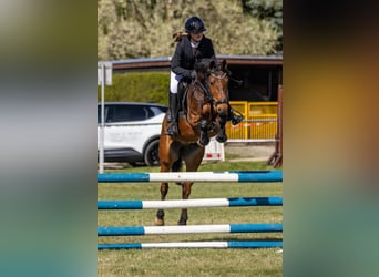 Pony tedesco, Castrone, 6 Anni, 146 cm, Baio