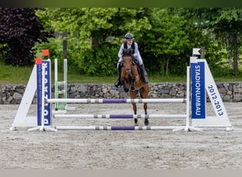 Pony tedesco, Castrone, 6 Anni, 146 cm, Baio