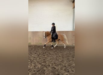 Pony tedesco, Castrone, 6 Anni, 146 cm, Palomino