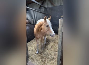 Pony tedesco, Castrone, 6 Anni, 146 cm, Palomino