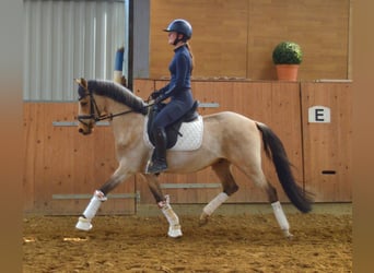 Pony tedesco, Castrone, 6 Anni, 146 cm, Pelle di daino