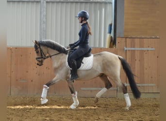 Pony tedesco, Castrone, 6 Anni, 146 cm, Pelle di daino