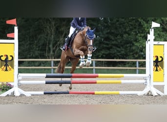 Pony tedesco, Castrone, 6 Anni, 146 cm, Sauro scuro
