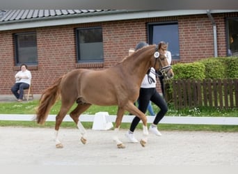 Pony tedesco, Castrone, 6 Anni, 146 cm, Sauro scuro