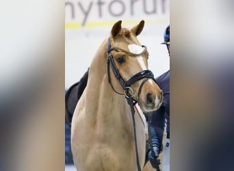 Pony tedesco, Castrone, 6 Anni, 146 cm, Sauro scuro