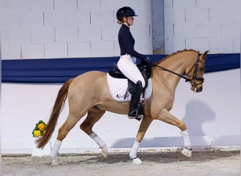 Pony tedesco, Castrone, 6 Anni, 146 cm, Sauro scuro