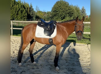 Pony tedesco, Castrone, 6 Anni, 147 cm, Baio