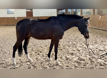 Pony tedesco, Castrone, 6 Anni, 147 cm, Baio