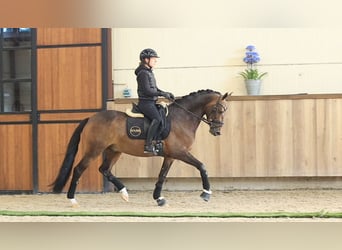 Pony tedesco, Castrone, 6 Anni, 147 cm, Baio