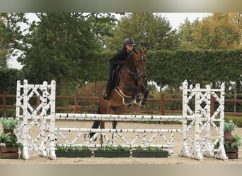 Pony tedesco, Castrone, 6 Anni, 147 cm, Baio