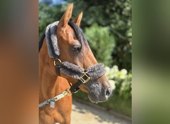 Pony tedesco, Castrone, 6 Anni, 147 cm, Baio