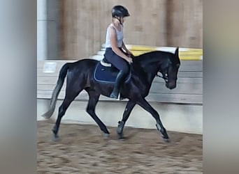 Pony tedesco, Castrone, 6 Anni, 147 cm, Baio nero