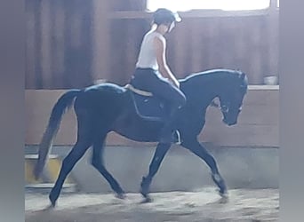 Pony tedesco, Castrone, 6 Anni, 147 cm, Baio nero