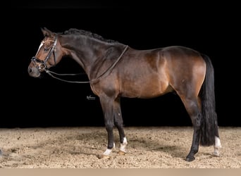 Pony tedesco, Castrone, 6 Anni, 147 cm, Baio scuro