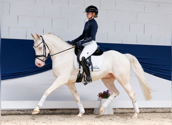 Pony tedesco, Castrone, 6 Anni, 147 cm, Cremello