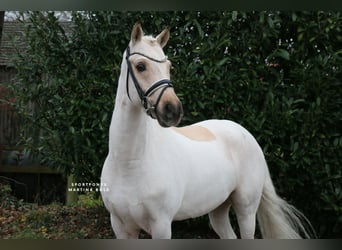 Pony tedesco, Castrone, 6 Anni, 147 cm, Palomino
