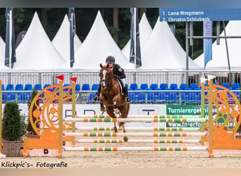 Pony tedesco, Castrone, 6 Anni, 147 cm, Sauro